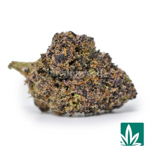 Purple Gusherlatto Strain