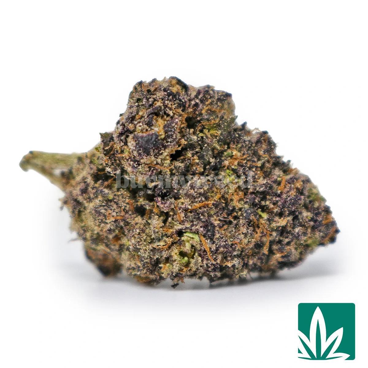 Purple Gusherlatto Strain