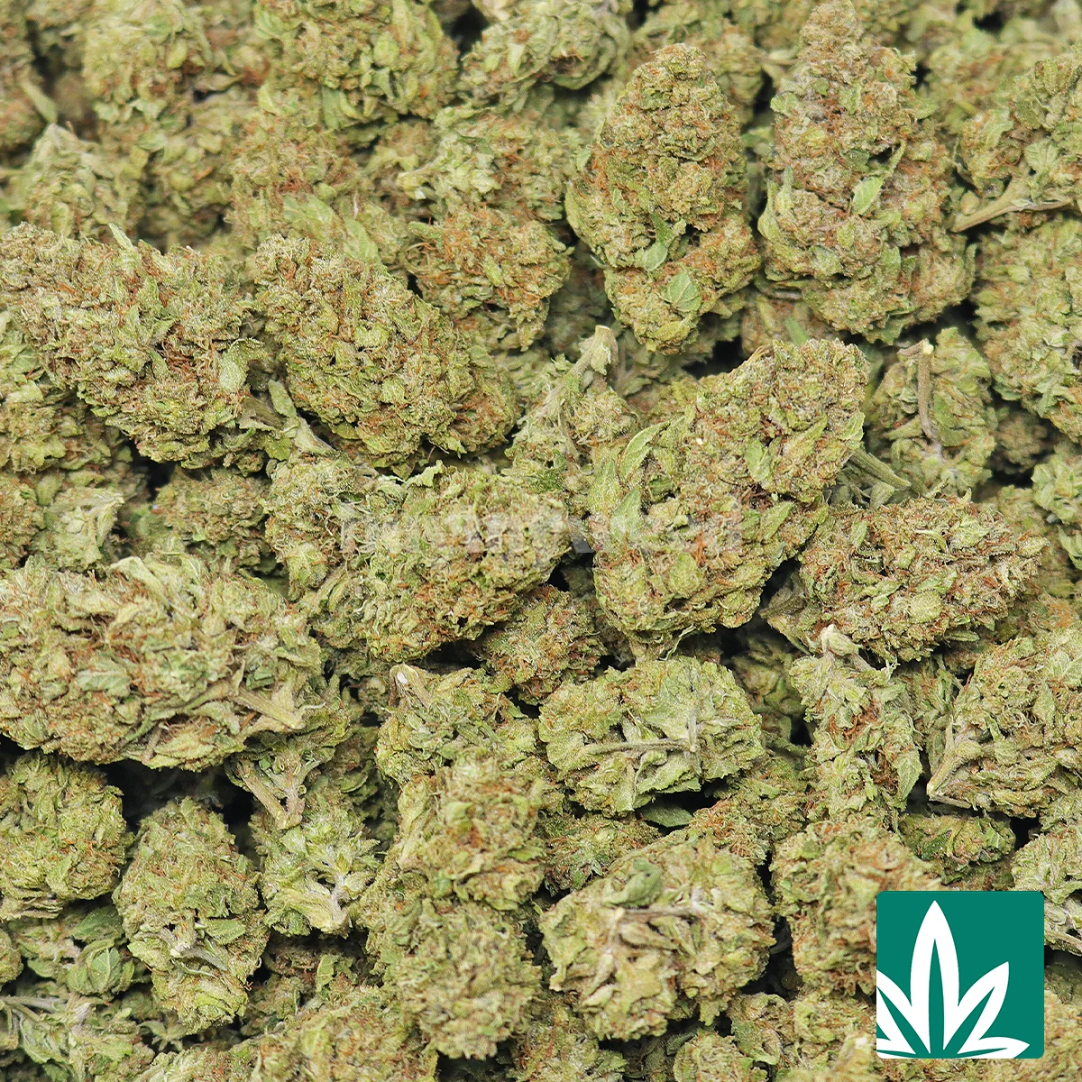 Ice Cream Cake (ICC) Strain - Image 2