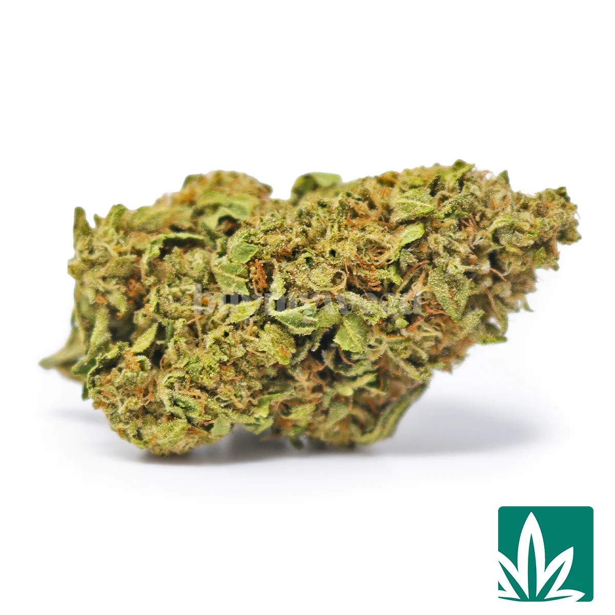 Ice Cream Cake (ICC) Strain
