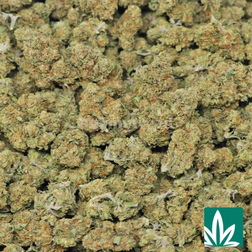OG Strain