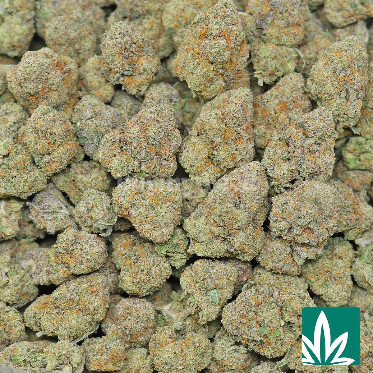Gelato Cakes Strain - Image 2