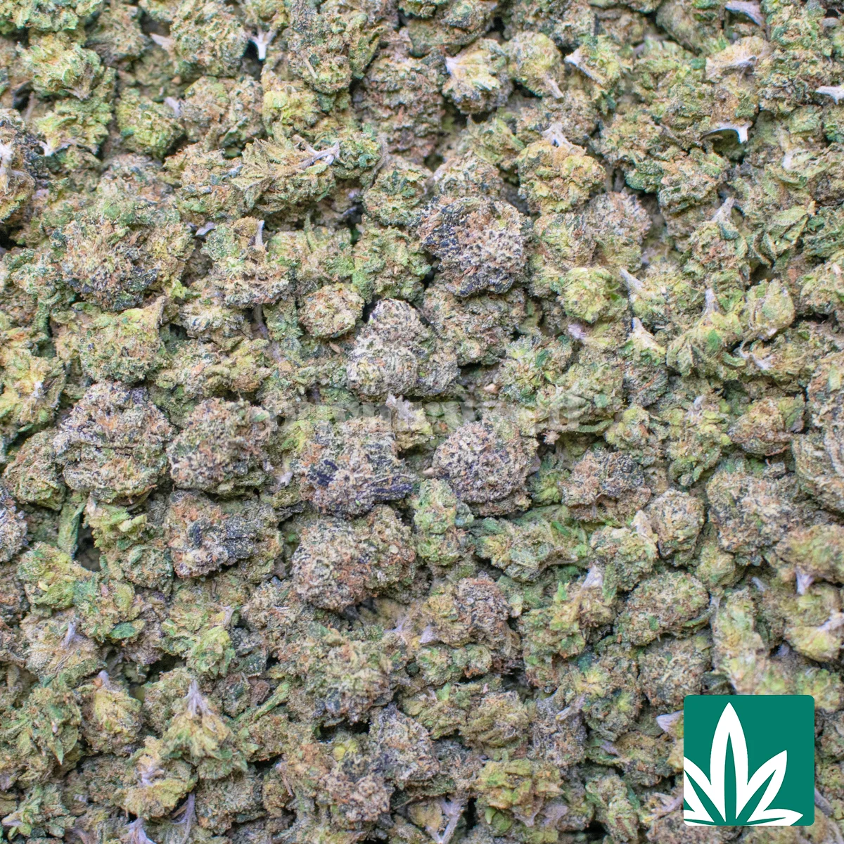 Biggie Gelato Smalls Strain - Image 2