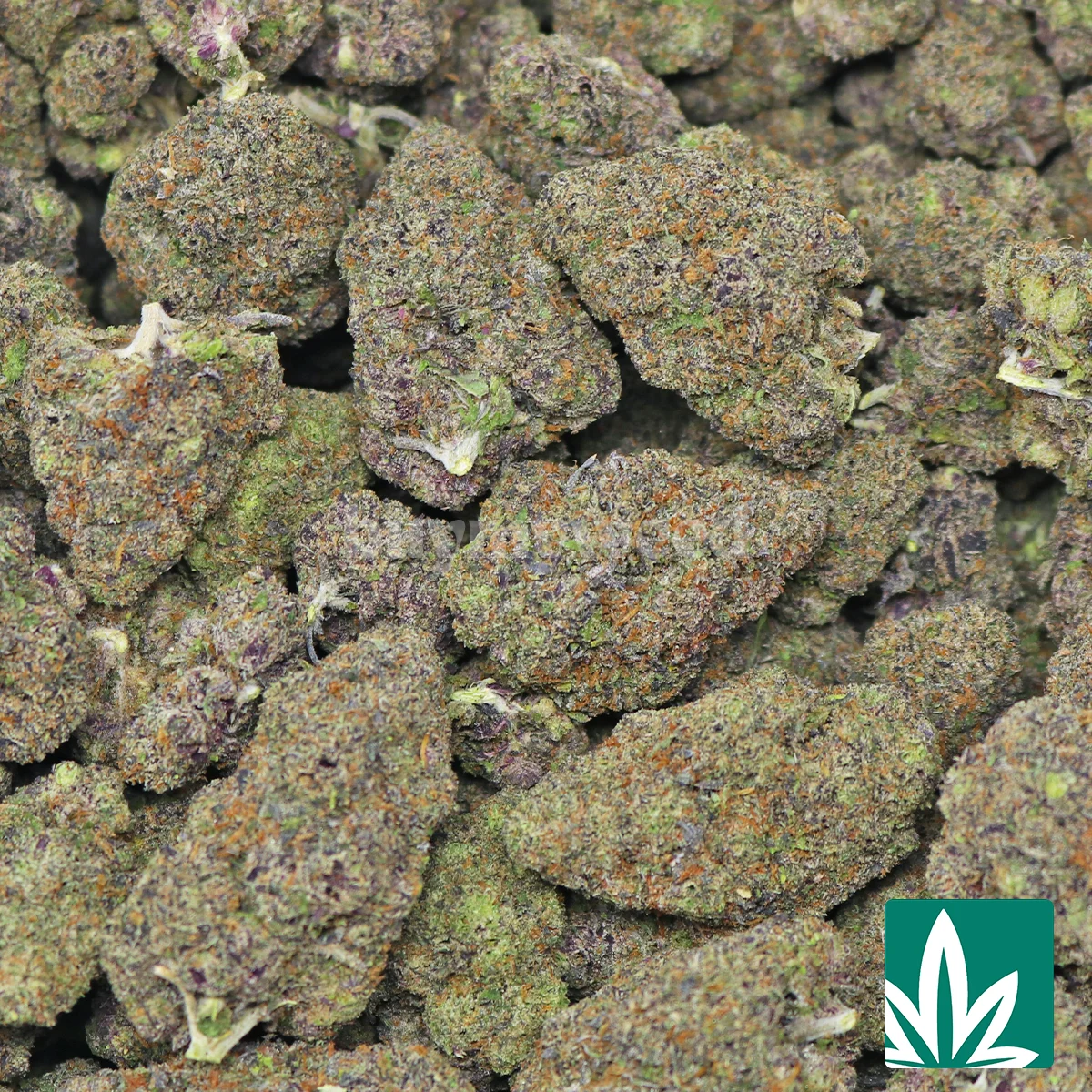 Black Gumbo Runtz Strain - Image 2