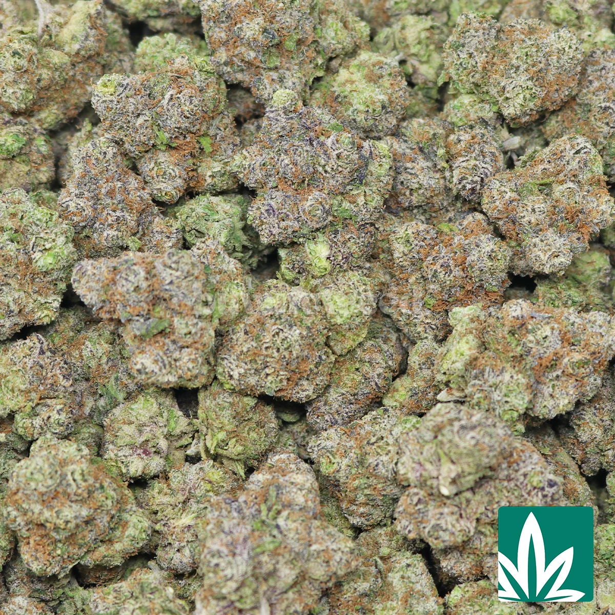 Bubblegum Gelato Burst Strain