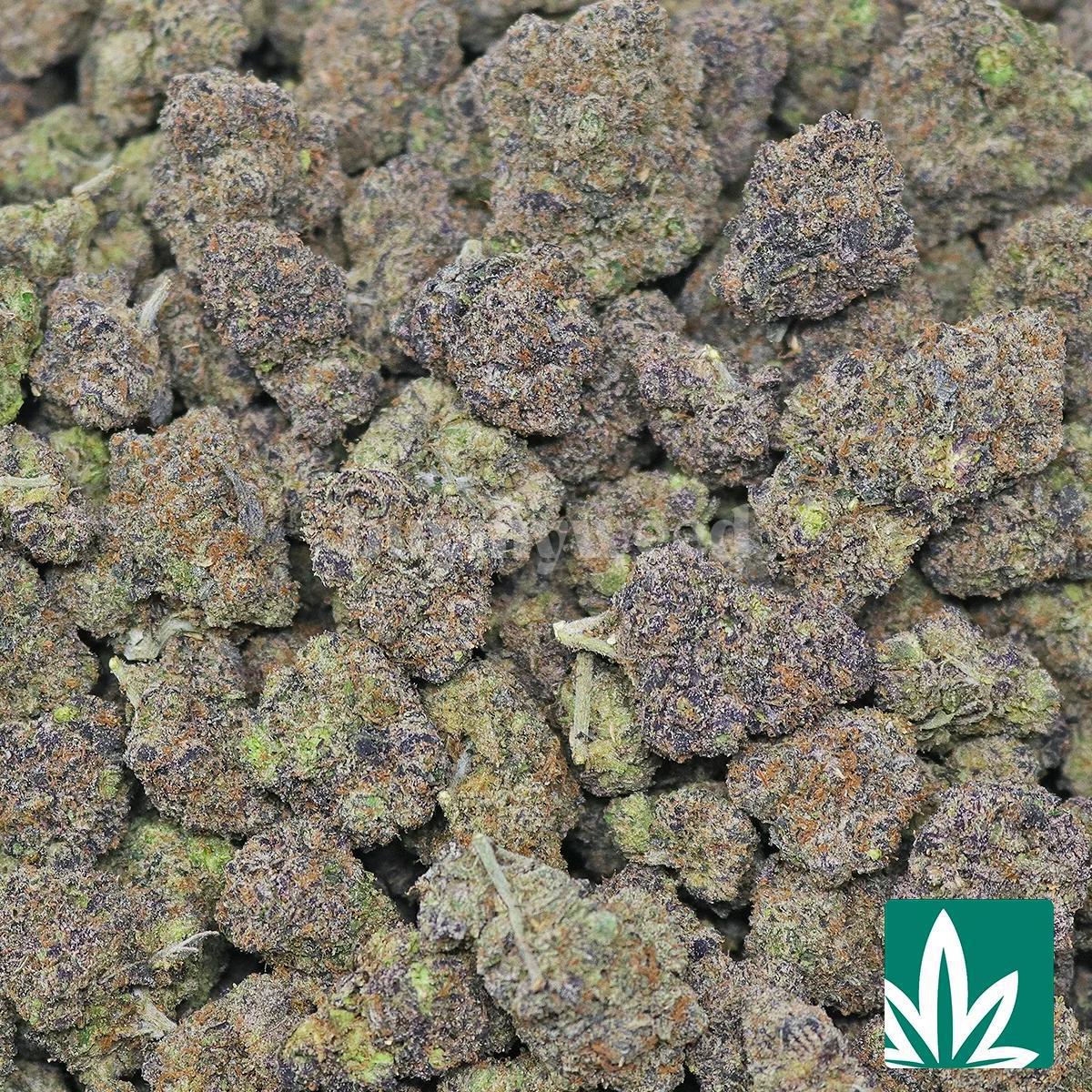 Purple Gusherlatto Strain - Image 2