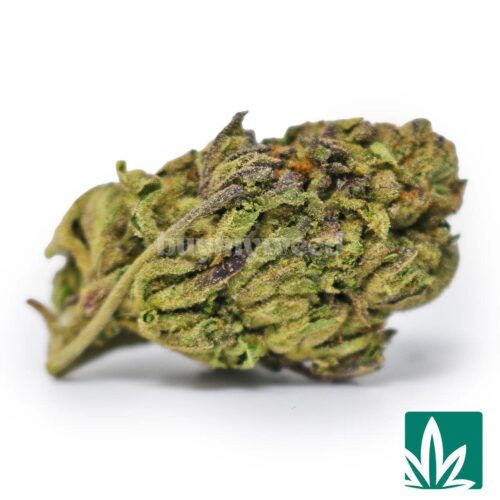 Gelato Froyo Strain