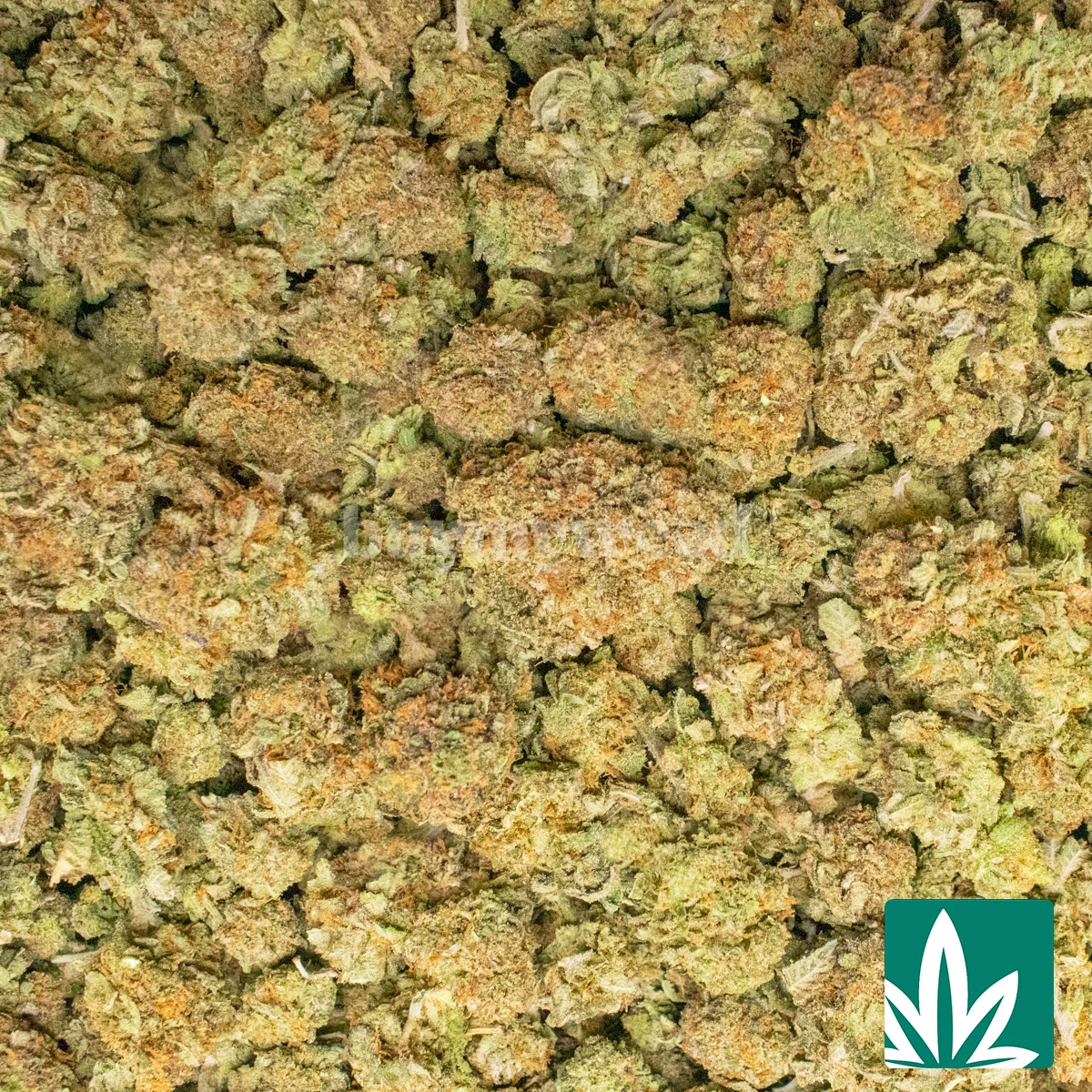 DBO Slapz Strain - Image 2