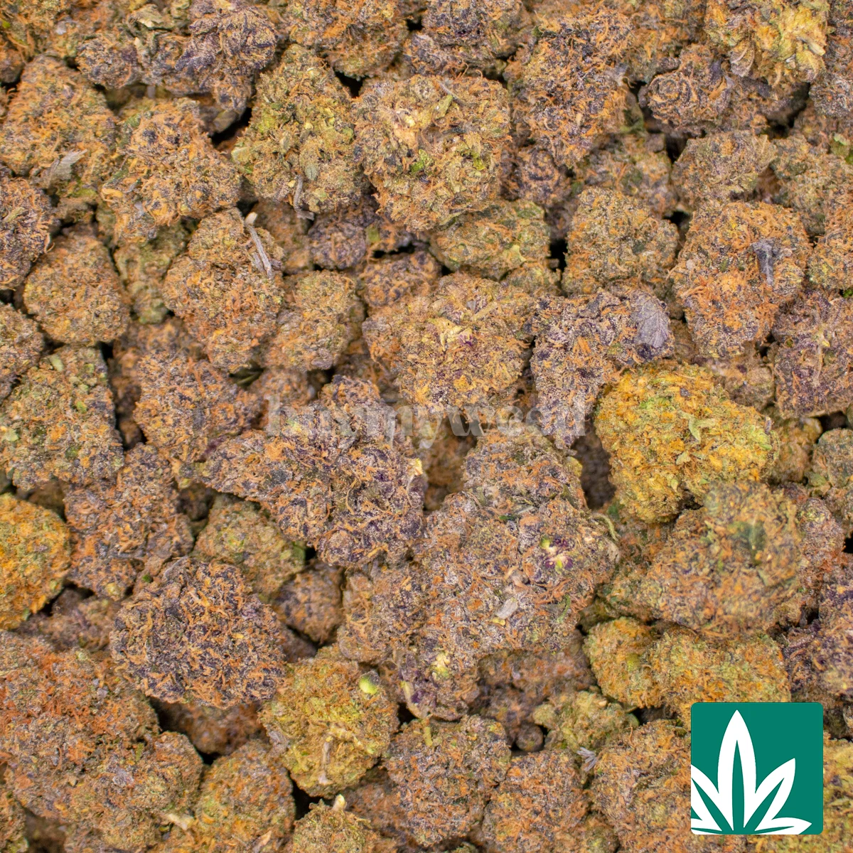 Fatboy Gelato Strain (Mid) - Image 2