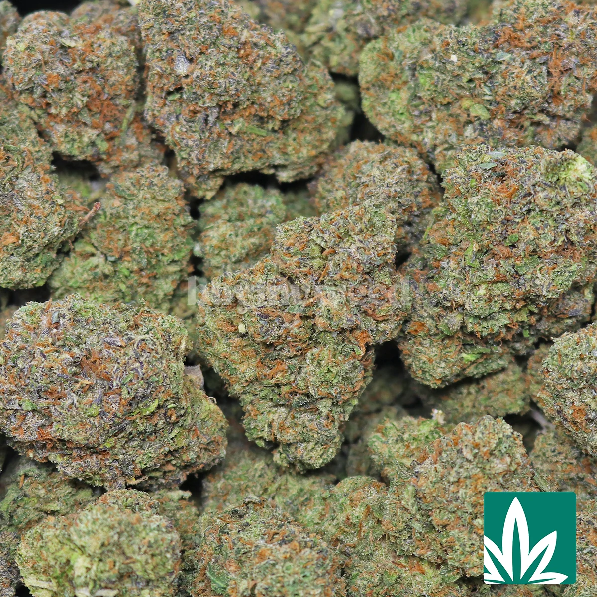 Gasfuel Runtz Strain - Image 2