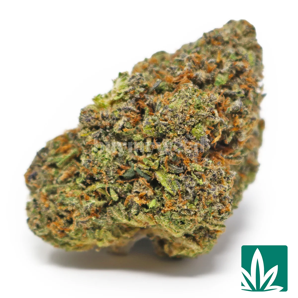 Gasfuel Runtz Strain