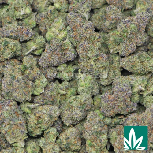 Gelato Mintz Strain