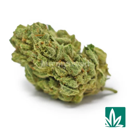 Gorilla Glue Strain