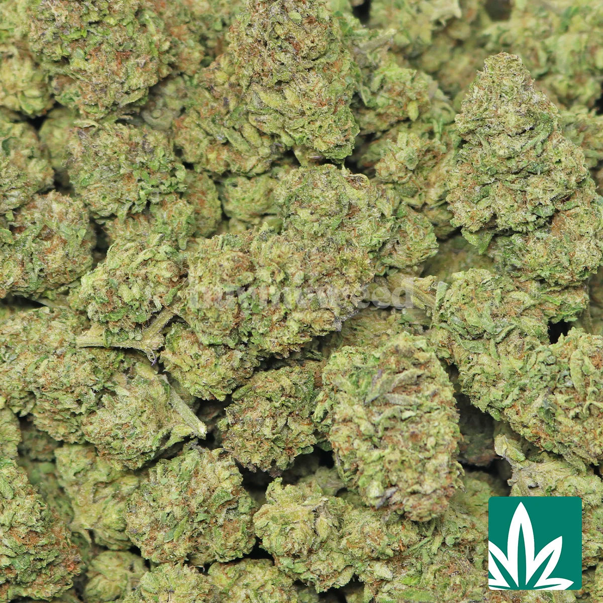 Ice Cream Bookies Strain - Image 2