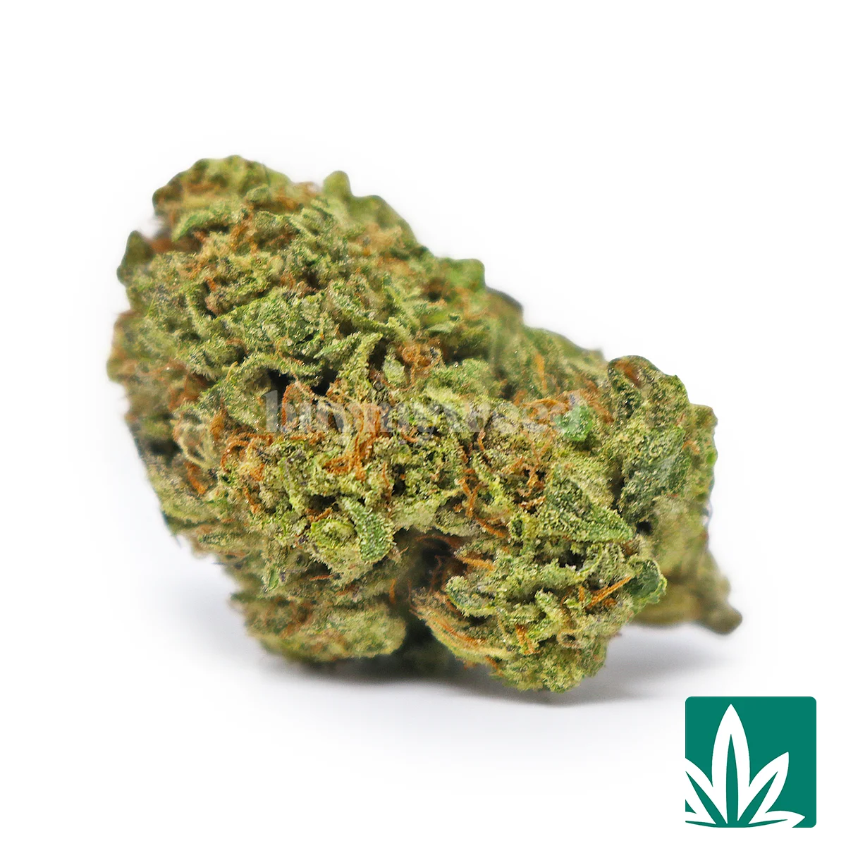 Ice Cream Bookies Strain