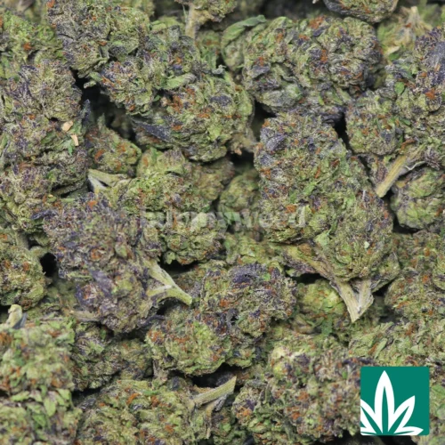 Jungle Runtz Strain