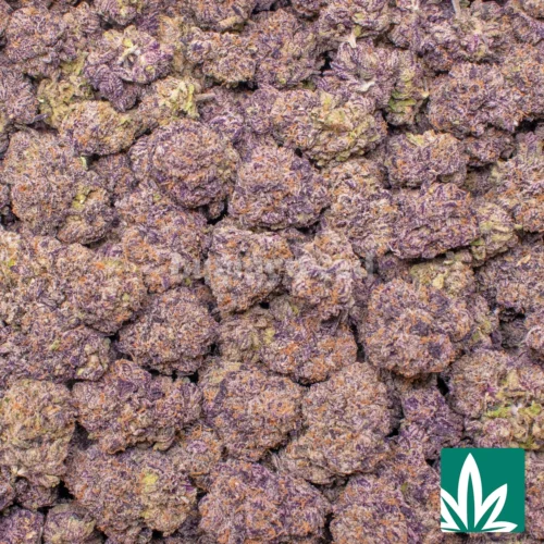Boston George Strain - Image 2