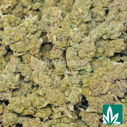 Low Runtz Strain