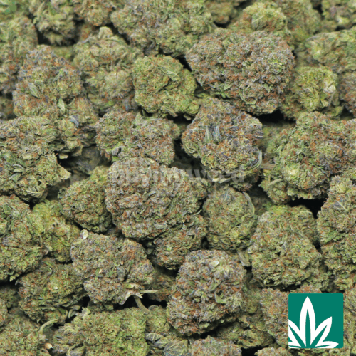 Gelato 33 Strain