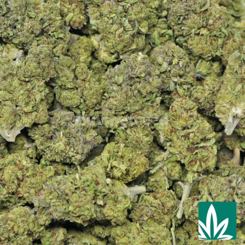 Nana Strain