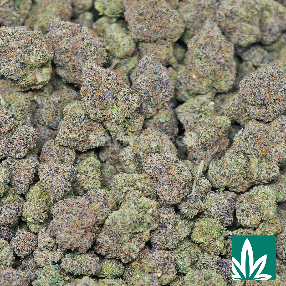 Octance Gushers Strain - Image 2