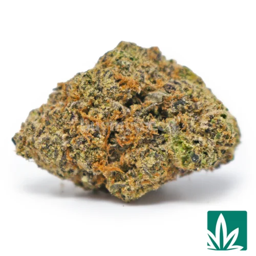 Octance Gushers Strain