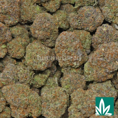 Pink Gumbo Runtz Strain