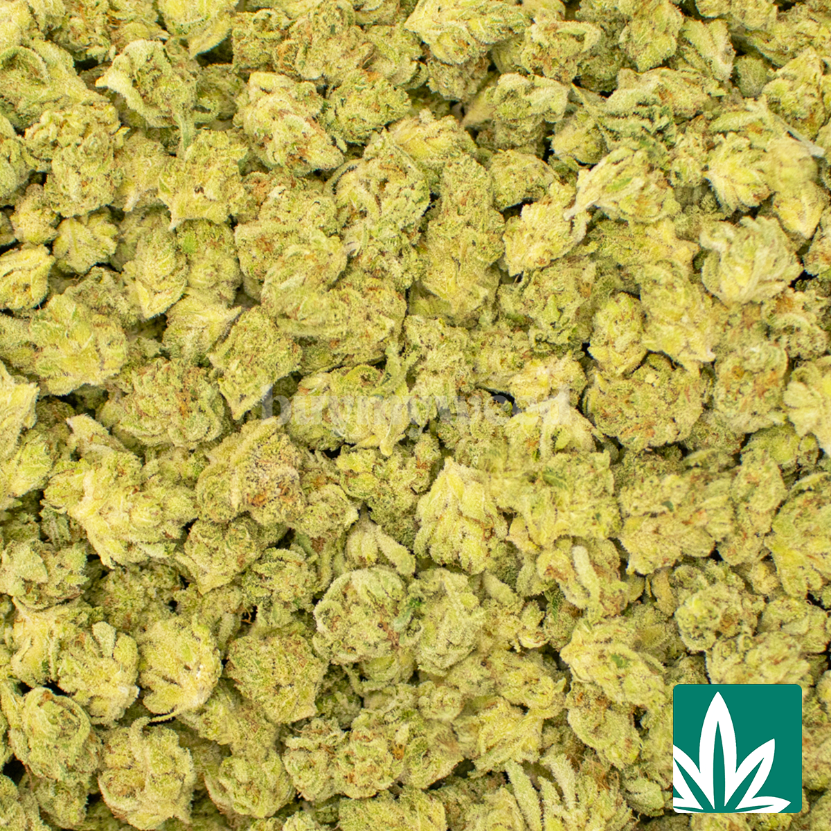 Rom Indoor Smalls Strain - Image 2