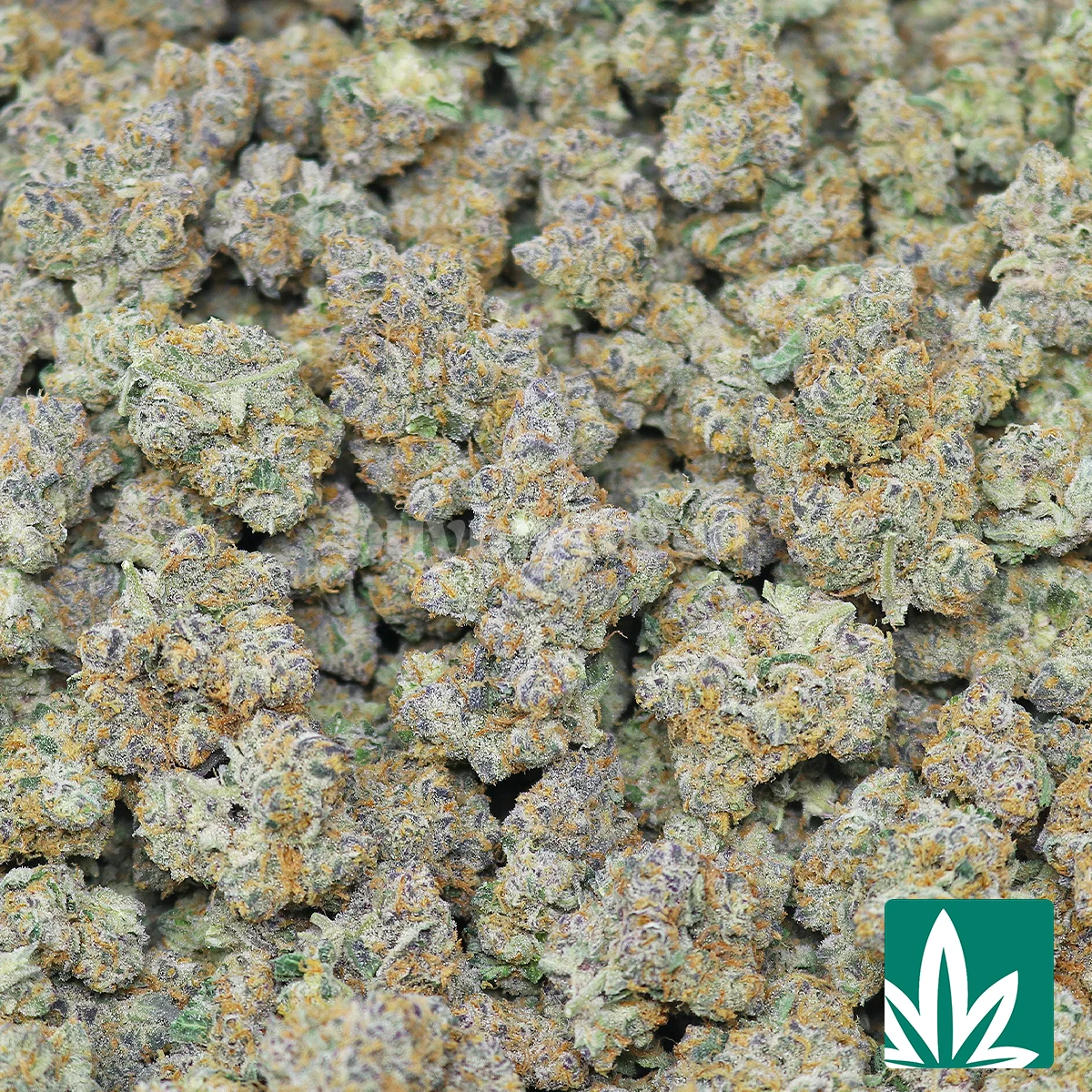 Snowman Strain - Image 2