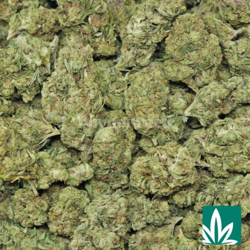 Train Wreck OG Strain