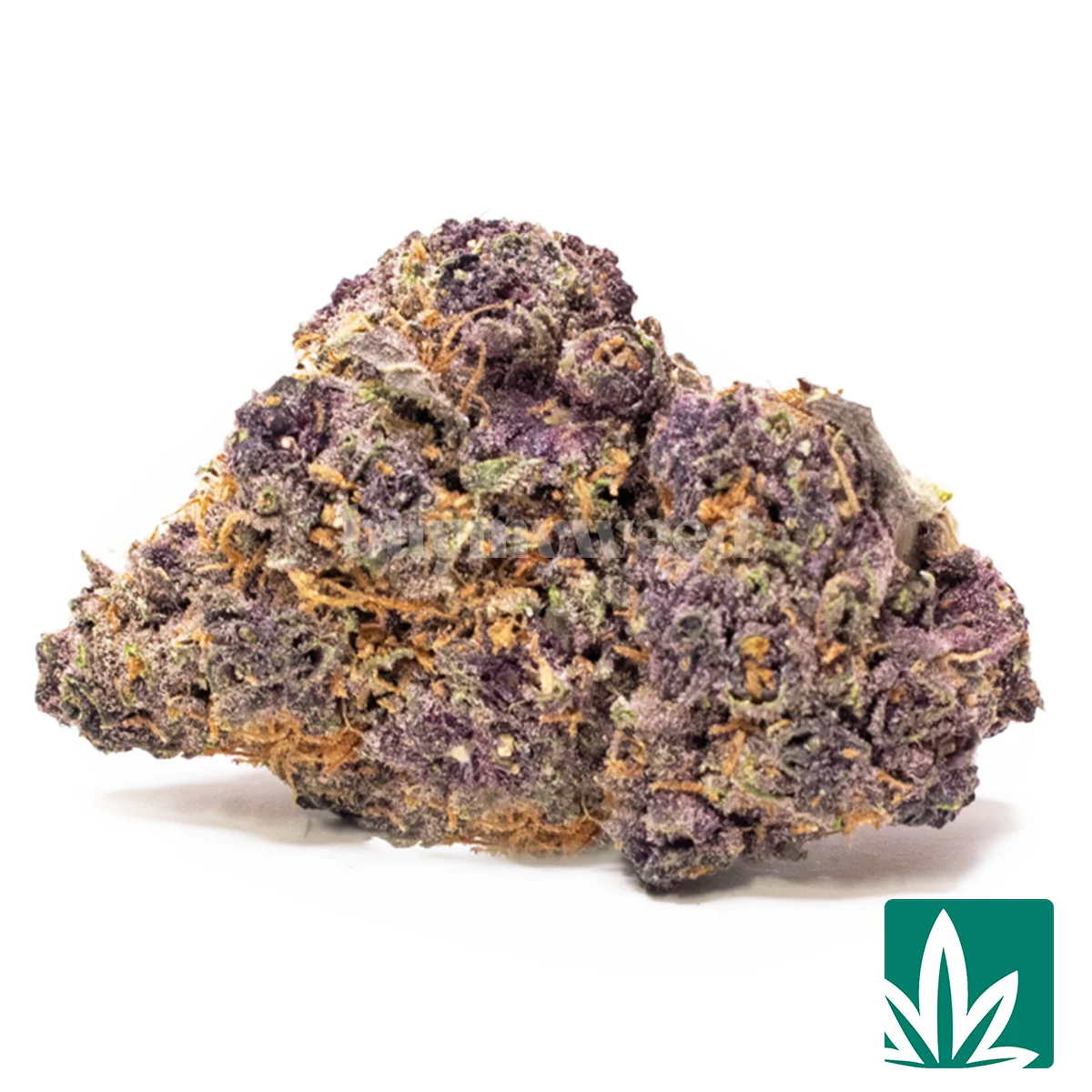 BZ Tropicana Strain