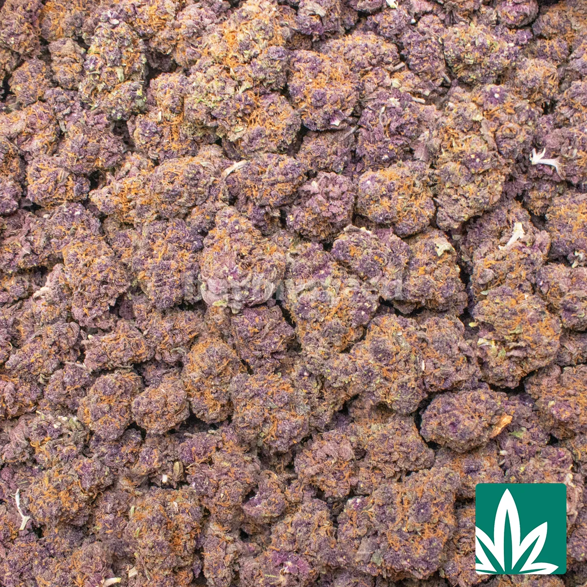BZ Tropicana Strain - Image 2