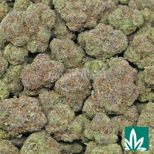 Watermelon Runtz Strain