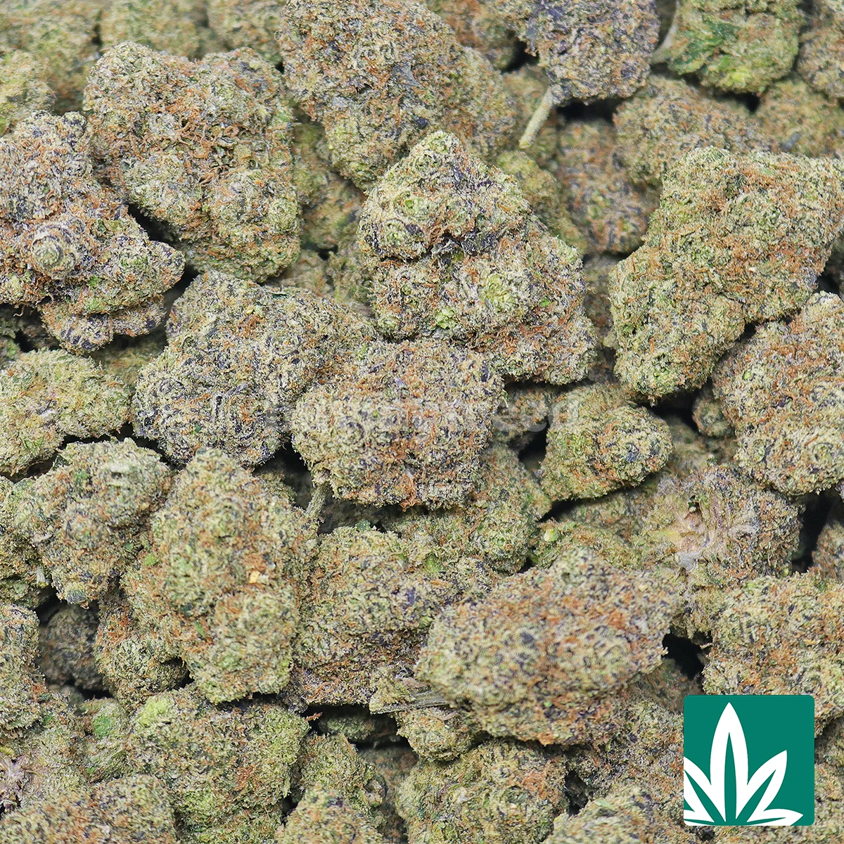 White Gelato Bomb Strain - Image 2