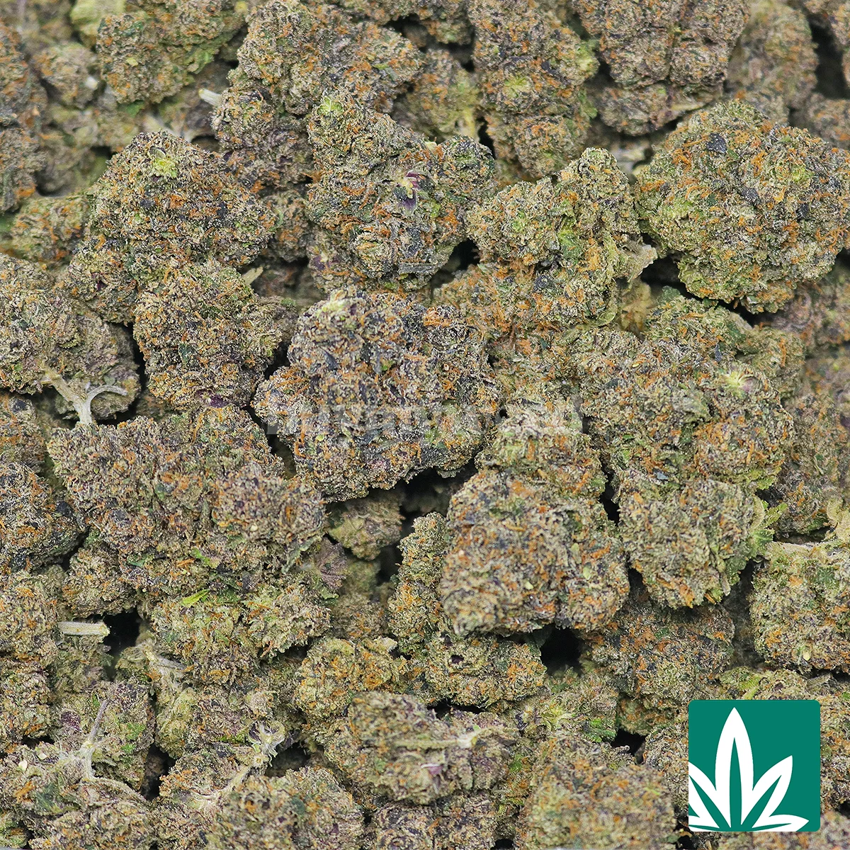 Champagne Runtz Strain - Image 2