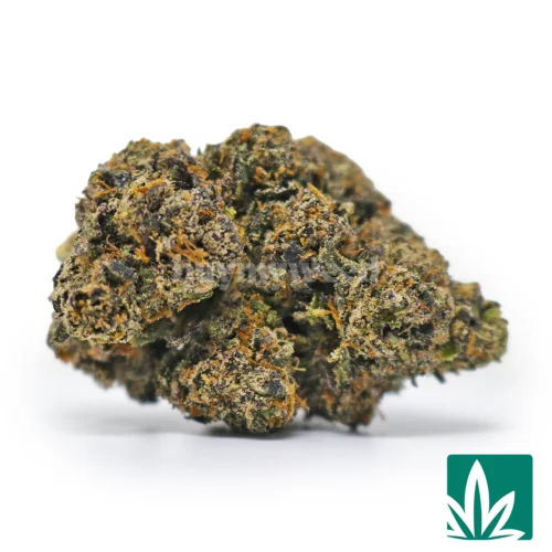 Champagne Runtz Strain