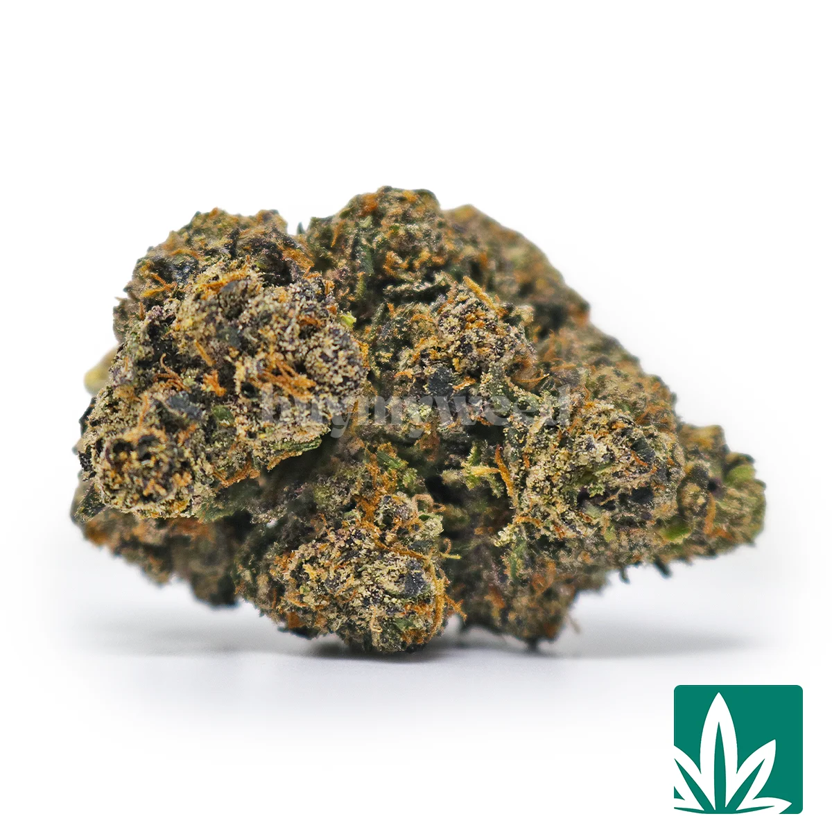 Champagne Runtz Strain