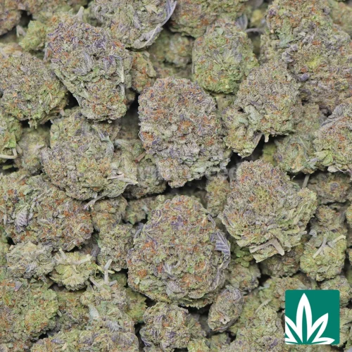 Gelato Bookies Strain  - Image 2