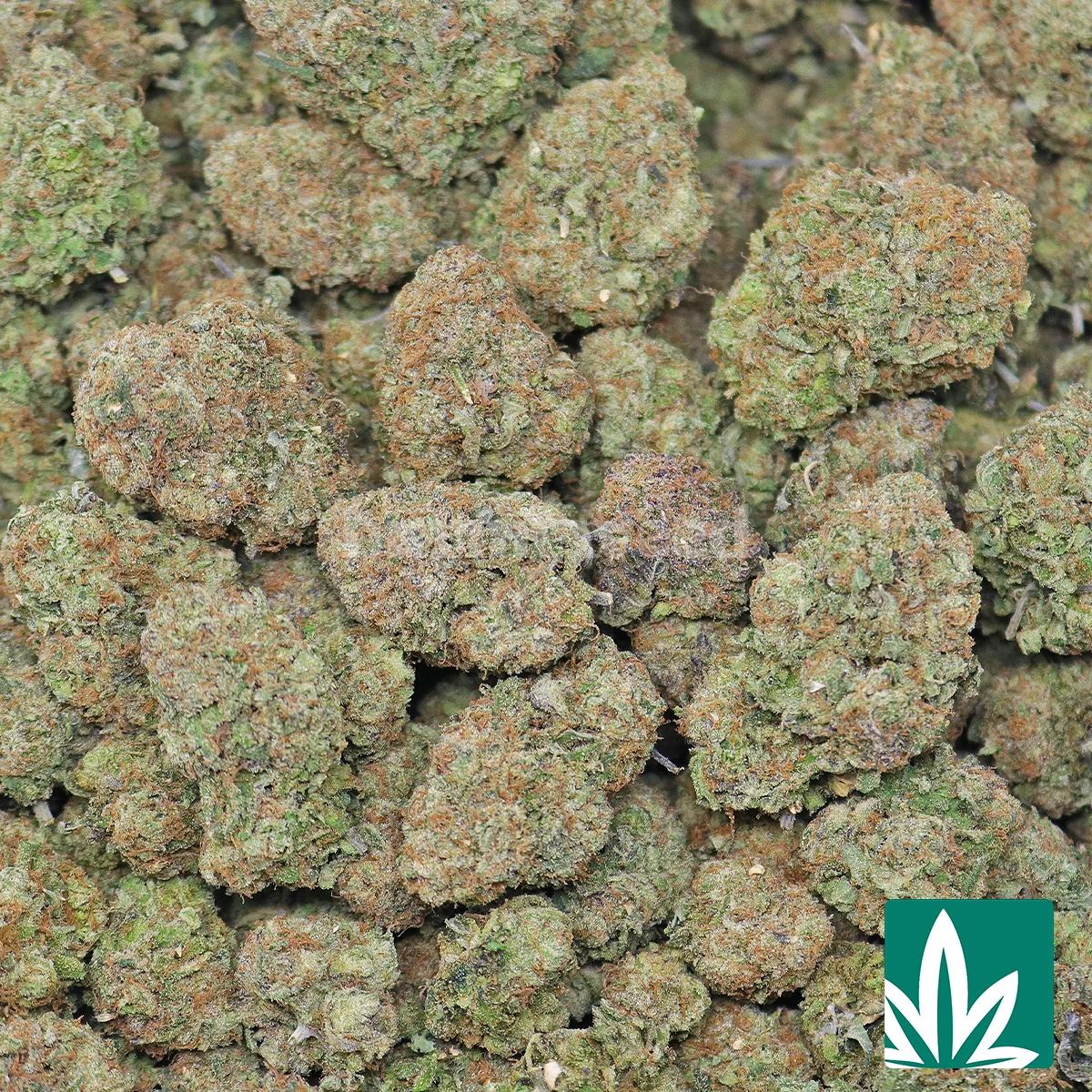Jungle Gelato Strain - Image 2