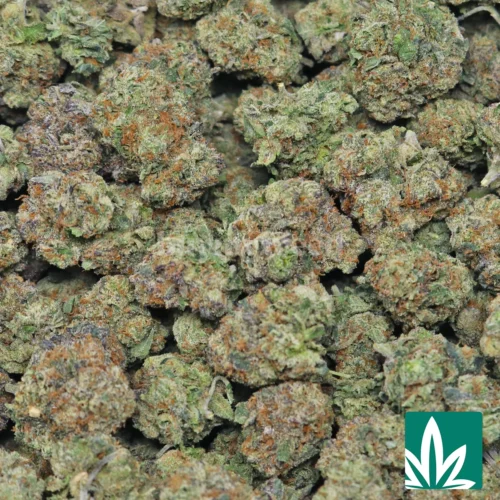 Pink Gushers Strain