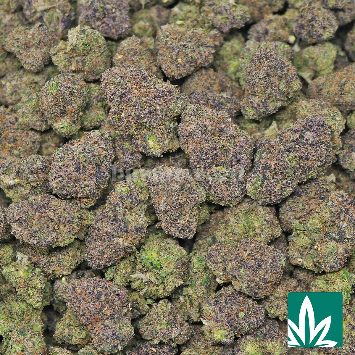 Purple Gaslatto - Image 2