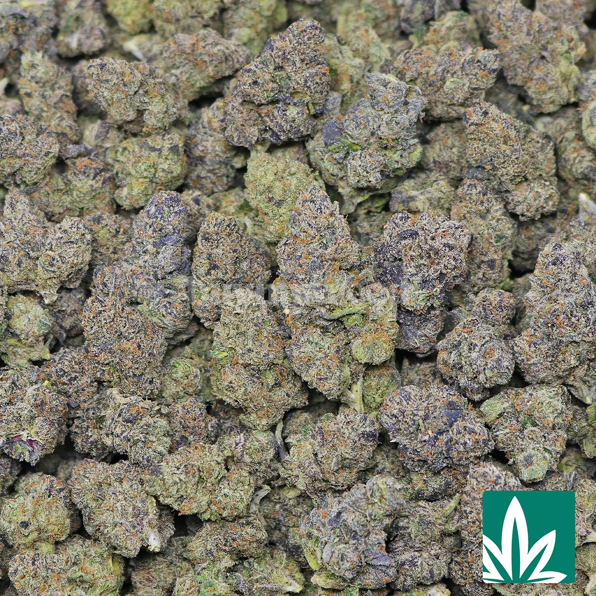 Champagne Gelato - Image 2