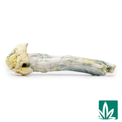 Albino Penis Envy - 1