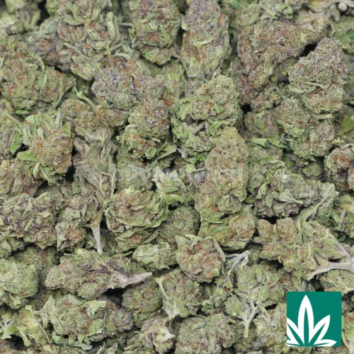 Berry Zest Gelato-2