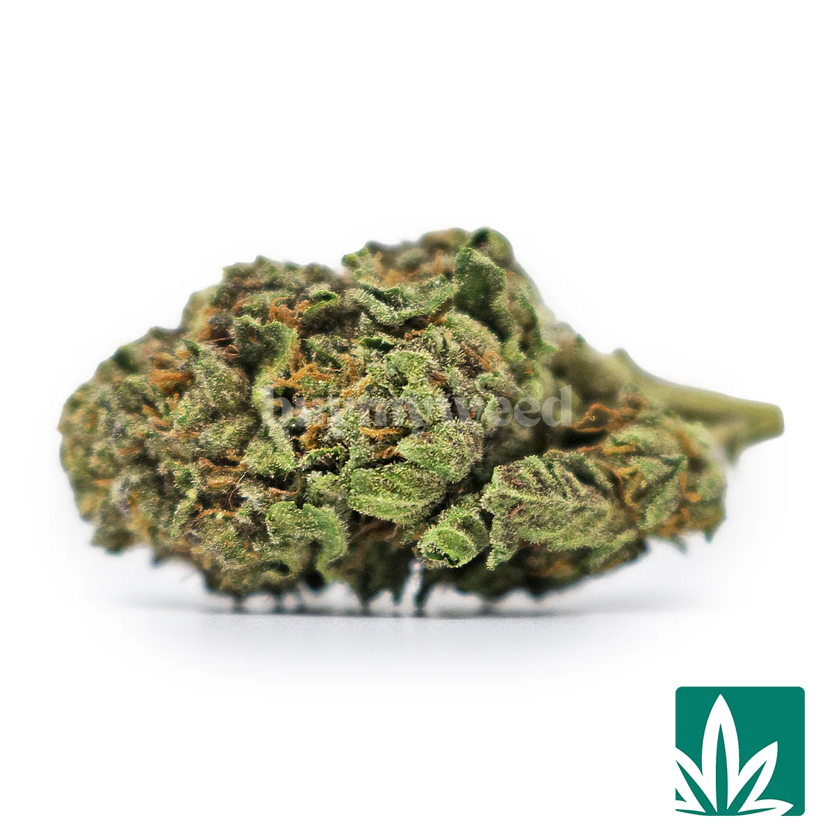Berry Zest Gelato-1