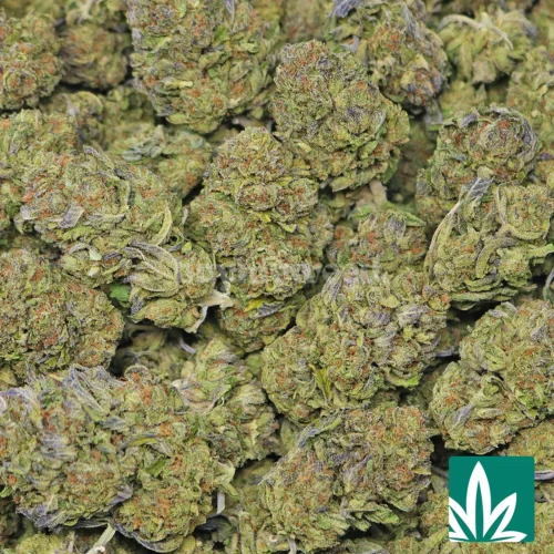 Gelato Crasher-2
