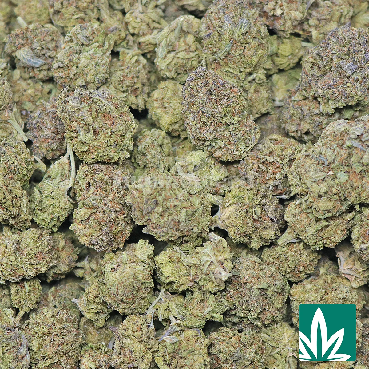 Killa Genetics - Image 2