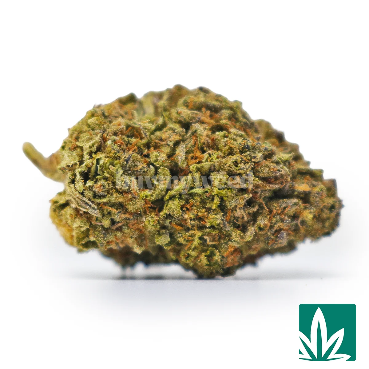 Killa Genetics