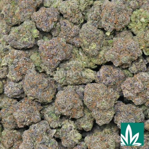 Pink Gasoline-2