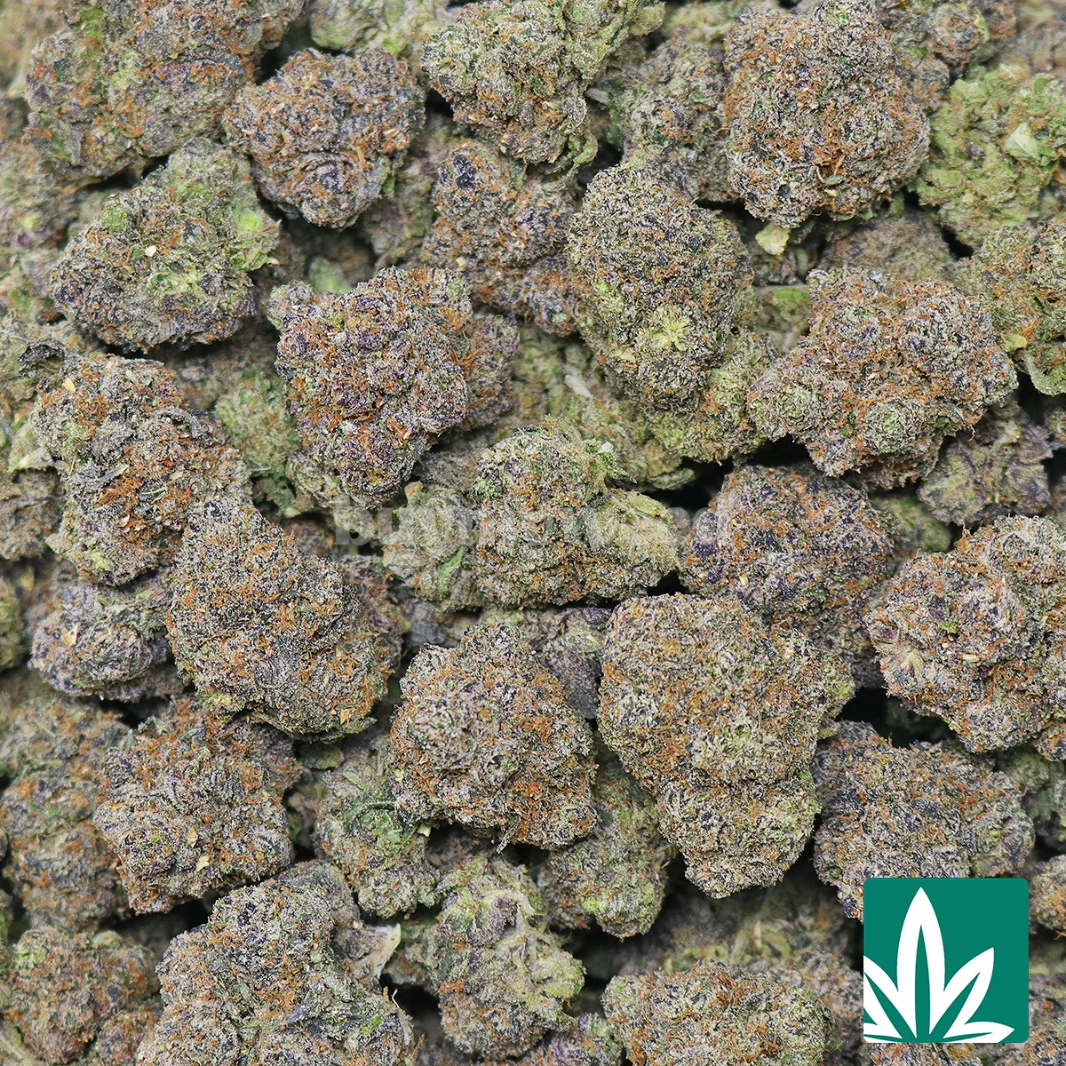Pink Gasoline-2
